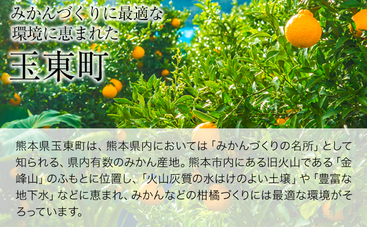 『緑伸園』の不知火・肥の豊 約5kg あのデコポンと同品種《12月中旬-1月下旬頃出荷》