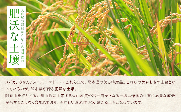 令和6年産 新米 特A受賞品種 無洗米 ひのひかり 無洗米 森のくまさん 計20kg 食べ比べ 厳選お楽しみセット 熊本県産 玉東町産含む 各5kg×2袋 計4袋 無洗米 精米 玉東町 森くま《11月-12月より出荷予定》ブランド米