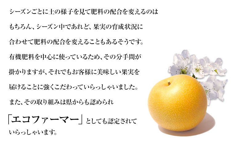 【先行予約】秋 旬 梨 期間限定 【日付指定不可】梨 『松田農園』の くまもと 梨 たっぷり 約2kg 5-7玉前後《7月下旬-9月末頃出荷》 予約 受付中 熊本県玉名郡玉東町『松田農園』なし 果物 スイーツ フルーツ デザート スムージー  SDG`s