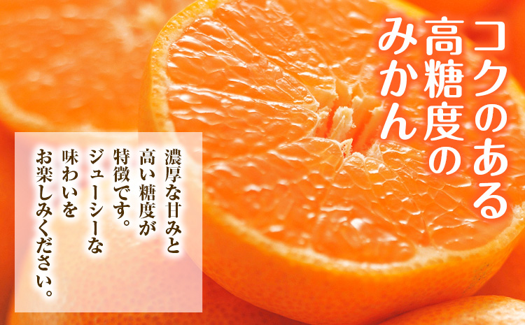 みかん 約10kg (2S-2Lサイズ) 金峰柑橘組合株式会社 ミカン 柑橘 フルーツ 旬 熊本県 玉名郡 玉東町 《10月中旬-1月中旬頃出荷》贈り物 果物 くだもの