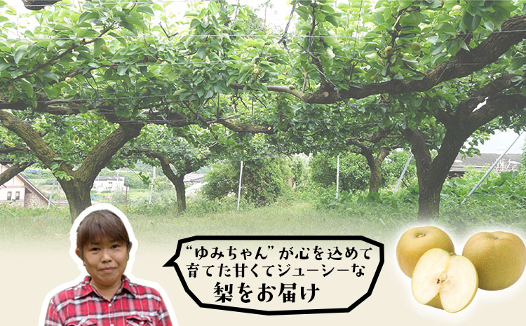 『ゆみちゃん農園』の玉東梨 甘太梨 約5kg 7玉-16玉前後 《2026年8月下旬-10月上旬頃出荷》熊本県玉名郡玉東町 梨 なし 果物 フルーツ 旬の梨