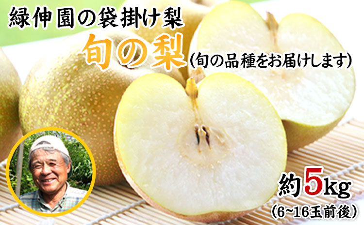 『緑伸園』の旬の梨 約5kg《8月中旬-9月下旬頃出荷》 旬の品種をお届け 予約受付中  6-16玉前後入り 【ふるさと納税】 梨 フルーツ  旬 豊水 あきづき 新高