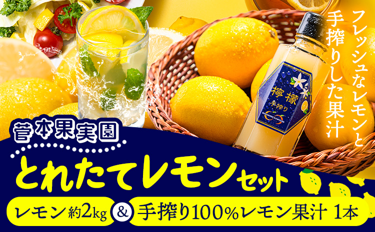 レモン 約2kg と 手搾り100％レモン果汁 1本 セット《12月中旬‐2月末頃出荷》熊本県 玉名郡 玉東町 菅本果実園 檸檬 レモンジュース レモネード はちみつレモン