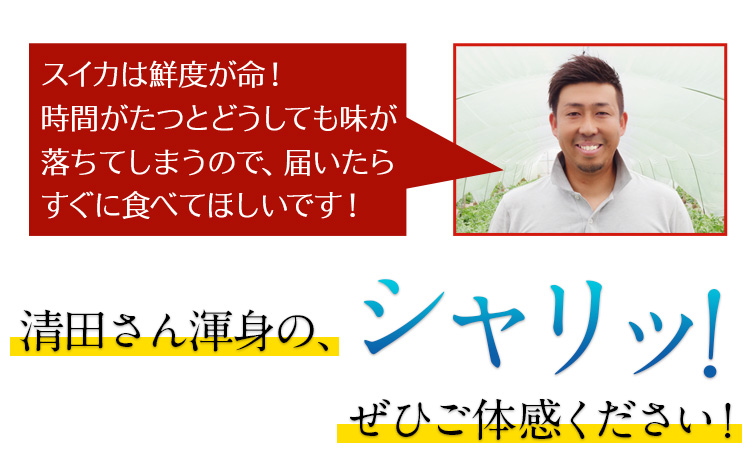 『清田健一郎さん』のすいか 1玉約6-7kg 熊本県玉名郡玉東町『清田健一郎さん』すいか フルーツ 果物 熊本県産《4月下旬-4月末頃出荷》