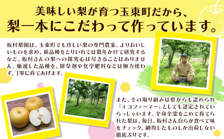 梨 なし 甘太梨 約5kg(5～18玉前後) 坂村梨園 《8月中旬-11月上旬頃出荷》熊本県 玉東町 秋 旬 梨 フルーツ 果物 期間限定
