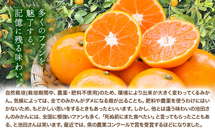 池田農園のみかんジュース 2本 1本500ml 池田農園《30日以内に出荷予定(土日祝除く)》熊本県 玉名郡 玉東町 みかんジュース みかん ミカン ジュース 自然栽培 栽培期間中農薬・肥料不使用