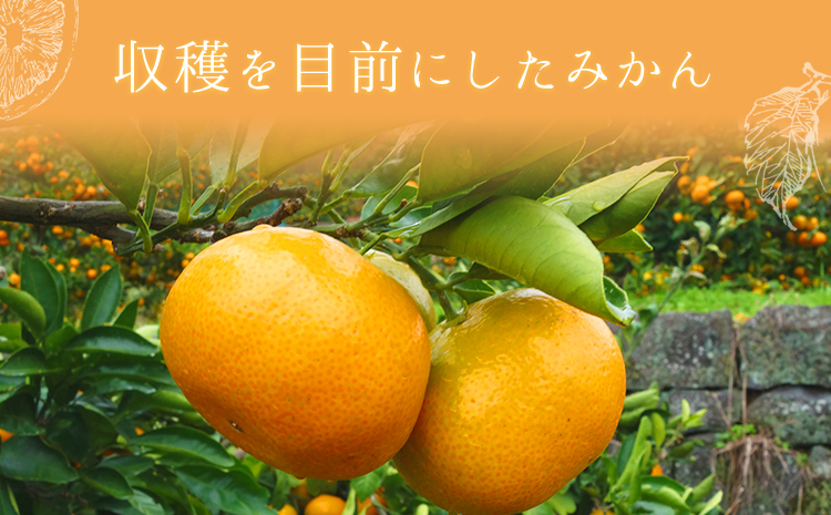 ご家庭用『西村農園』のご家庭用みかん★約5kg(2S-2Lサイズ)  フルーツ 秋 旬★熊本県玉名郡玉東町 80年の老舗農家が作るジューシーみかん♪ちょこっと訳あり《11月下旬-12月下旬頃出荷》