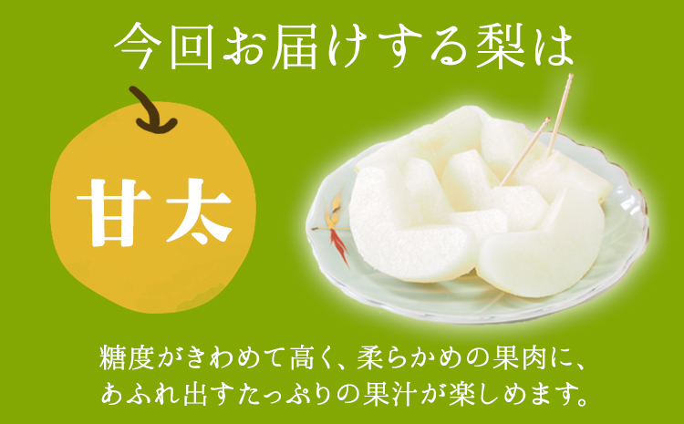 さかもと果樹園の玉東梨 甘太梨 約5kg (6玉-18玉前後) 《9月中旬-9月下旬頃出荷》【日付指定不可】 熊本県玉名郡玉東町 梨 なし 果物 フルーツ 甘太