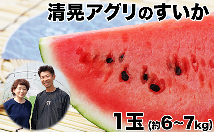 『清晃アグリ』のすいか 1玉約6〜7kg 《4月下旬-5月下旬頃出荷》 熊本県玉名郡玉東町『清晃アグリ』すいか フルーツ 果物 熊本県産