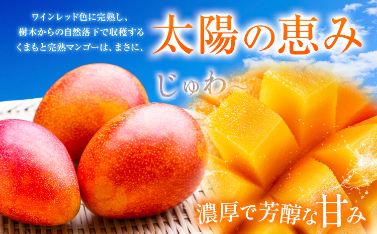 くまもと完熟マンゴー 5〜6玉(約2kg〜2.4kg前後) 熊本県玉名郡玉東町『清田ファミリー農園』マンゴー 完熟 秀品【日付指定不可】《5月下旬-8月末頃出荷》