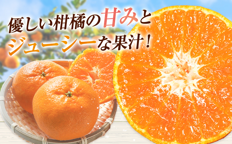 西南のひかり 約5kg さかもと果樹園《12月中旬-12月末頃出荷》熊本県 玉名郡 玉東町 みかん 柑橘 フルーツ 果物 ご家庭用 サイズミックス