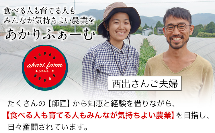 『あかりふぁーむ』の小玉スイカ2玉セット1玉約2〜3kg熊本県玉名郡玉東町『あかりふぁーむ』すいか フルーツ 果物 熊本県産《6月上旬-6月末頃出荷》