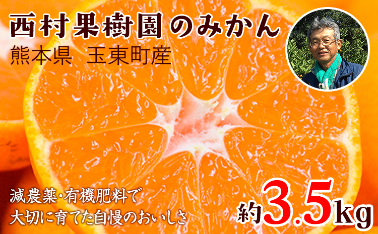 『西村果樹園』のみかん★約3.5kg(2S-2Lサイズ) 【日付指定不可】 予約受付中 フルーツ 旬★熊本県玉名郡玉東町 みかん 減農薬・有機肥料で育てた自慢のおいしさ！《10月上旬-1月下旬頃出荷》