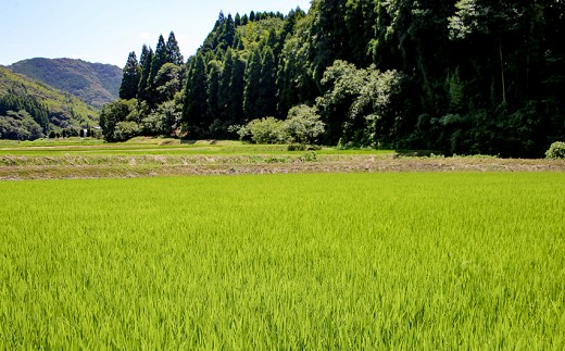 【令和6年産】難関突破米5kgと森のくまさん5kg 白米食べ比べ 精米 熊本県 南関町産 単一原料米 ヒノヒカリ 産地直送 コメ お米 祈願米