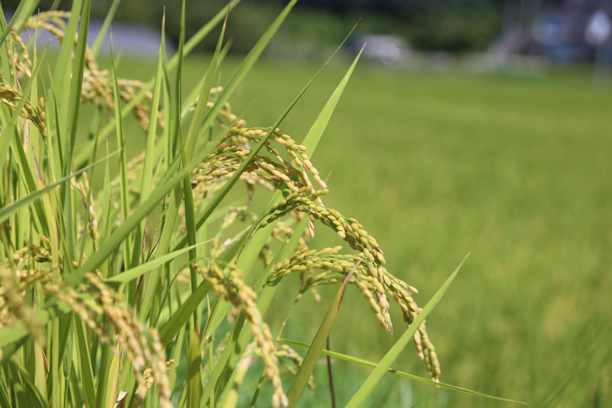 《冷凍生糀》南関町のお米を使った米こうじ 計3kg(500ｇ×6袋)