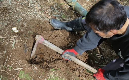 【先行受付】幸筍園 蛍(ほたる)たけのこ 1.5kg予約 12月末お届け お正月 おすすめ おせち 早掘り 茹で済み ボイル 数量限定