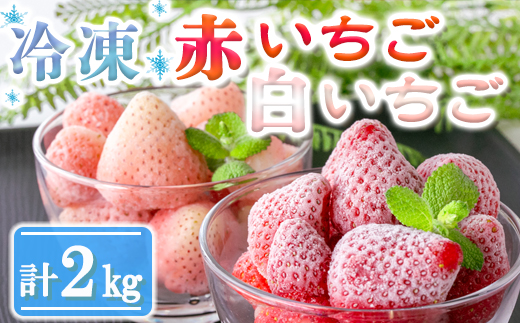 【数量限定】農家直送 南関町産 冷凍いちご赤と白 計2Kg