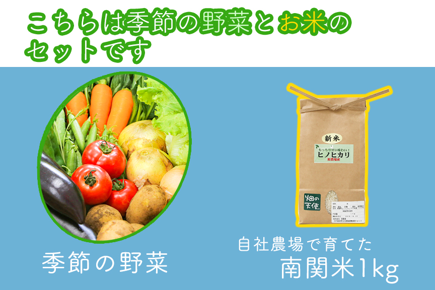 【お試し単品】いちど食べてみて「畑の天使」野菜《お米1kg入り》おまかせ 詰め合わせ 旬 野菜セット 新鮮 こだわり 朝採れ 採れたて フレッシュ サラダ 料理 人気 おすすめ 産地直送 熊本県 南関町