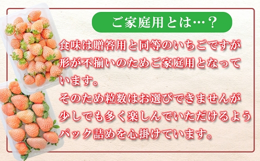 【先行受付】農家直送 南関町産いちご(淡雪) 計1.2㎏ 4パック ご家庭用 不揃い 産地直送 朝採り 新鮮 かわいい いちご 熊本