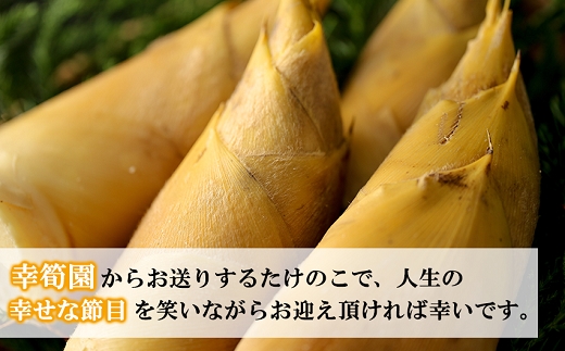 【先行受付】幸筍園 蛍(ほたる)たけのこ 1.5kg予約 12月末お届け お正月 おすすめ おせち 早掘り 茹で済み ボイル 数量限定