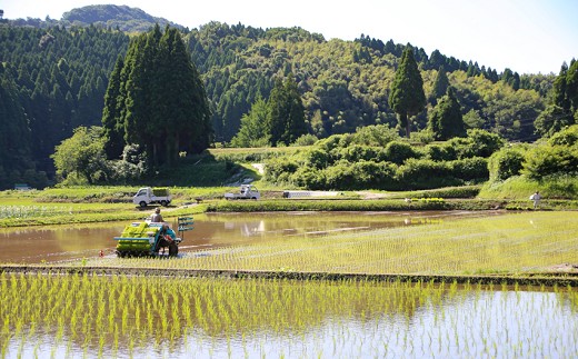 隔月発送【定期便6回】特別栽培米 玄米 24kg×6回
