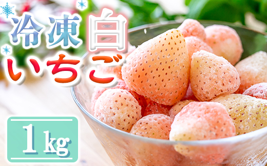 【数量限定】農家直送 南関町産 冷凍白いちご(品種淡雪) 1Kg