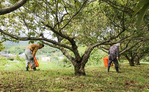 栗の名産地・熊本県南関町産の栗 2kg