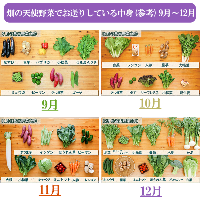 【お試し単品】いちど食べてみて「畑の天使」野菜《野菜のみ》おまかせ 詰め合わせ 旬 野菜セット 新鮮 こだわり 朝採れ 採れたて フレッシュ サラダ 料理 人気 おすすめ 産地直送 熊本県 南関町