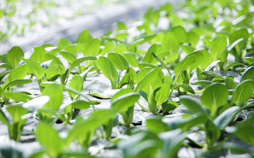 【お試し単品】いちど食べてみて「畑の天使」野菜《野菜のみ》おまかせ 詰め合わせ 旬 野菜セット 新鮮 こだわり 朝採れ 採れたて フレッシュ サラダ 料理 人気 おすすめ 産地直送 熊本県 南関町