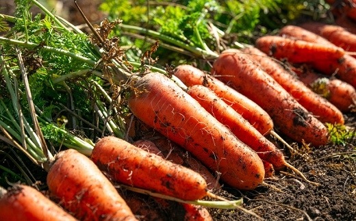 【お試し単品】いちど食べてみて「畑の天使」野菜《野菜のみ》おまかせ 詰め合わせ 旬 野菜セット 新鮮 こだわり 朝採れ 採れたて フレッシュ サラダ 料理 人気 おすすめ 産地直送 熊本県 南関町