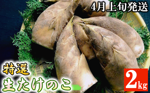 【先行受付】特選 生たけのこ 2kg予約 4月上旬発送 熊本県 南関町産 春 筍
