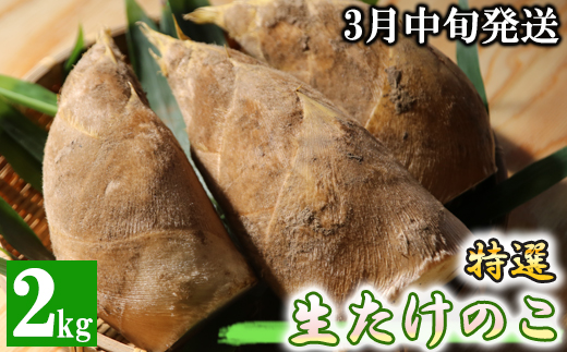 【先行受付】特選 生たけのこ 2kg予約 3月中旬発送 熊本県 南関町産 春 筍