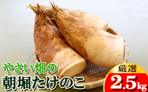 【先行受付】やさい畑の朝堀りたけのこ 2.5kg予約 3月中旬～4月上旬発送 熊本県 南関町産 春 筍