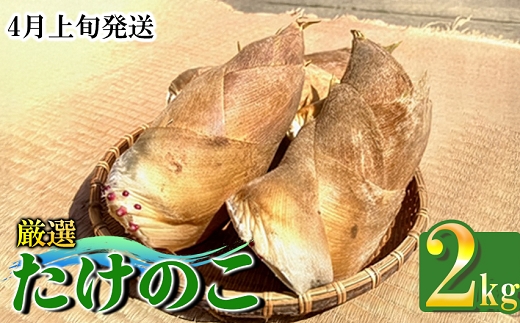【先行受付】白宗たけのこ 2kg予約 4月上旬発送 熊本県 南関町産 春 筍