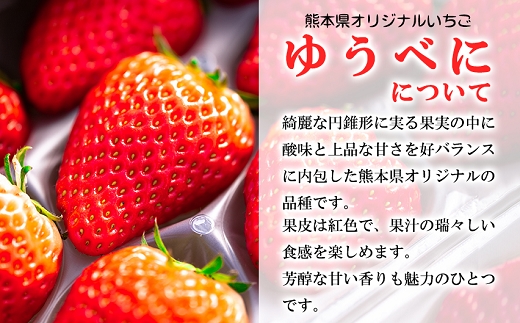 【先行予約】農家直送 南関町産いちご(ゆうべに) 計1㎏ 4パック 家庭用 1月上旬～3月末 順次発送　Sから3Lまで混在