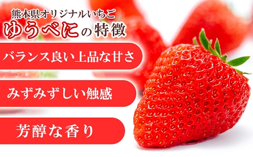 【先行予約】農家直送 南関町産いちご(ゆうべに) 計1㎏ 4パック 家庭用 1月上旬～3月末 順次発送　Sから3Lまで混在