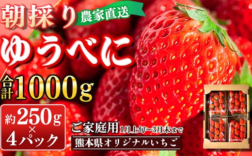 【先行予約】農家直送 南関町産いちご(ゆうべに) 計1㎏ 4パック 家庭用 1月上旬～3月末 順次発送　Sから3Lまで混在
