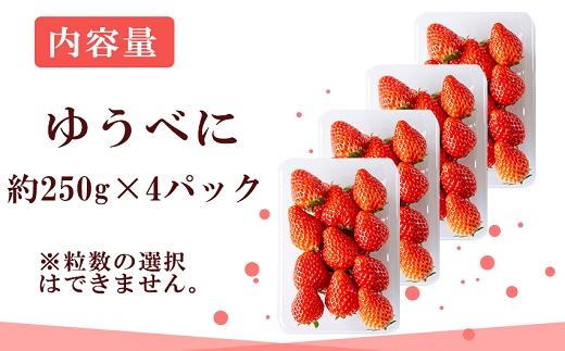 【先行予約】農家直送 南関町産いちご(ゆうべに) 計1㎏ 4パック 家庭用 1月上旬～3月末 順次発送　Sから3Lまで混在