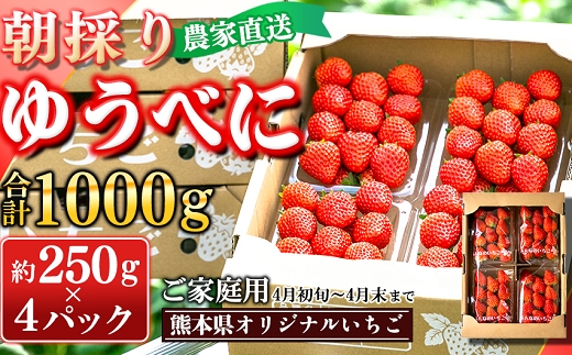 【先行予約】農家直送 南関町産いちご(ゆうべに) 計1㎏ 4パック 家庭用 4月初旬～末まで 順次発送　Sから3Lまで混在