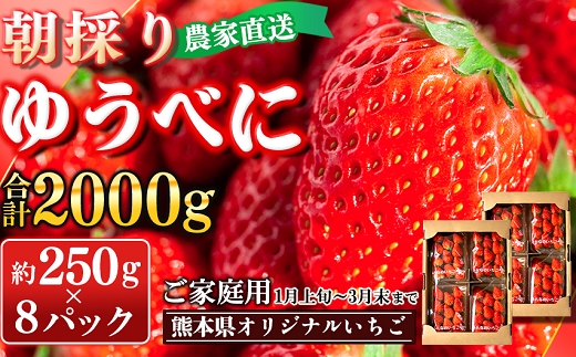 【先行予約】農家直送 南関町産いちご(ゆうべに) 計2㎏ 8パック 家庭用 1月上旬～3月末 順次発送　Sから3Lまで混在