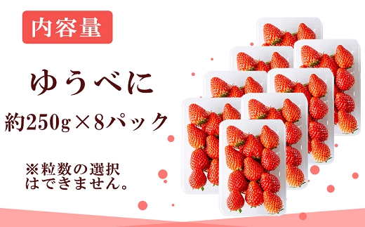 【先行予約】農家直送 南関町産いちご(ゆうべに) 計2㎏ 8パック 家庭用 1月上旬～3月末 順次発送　Sから3Lまで混在