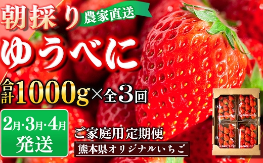 定期便(全2回)【先行予約】農家直送 南関町産いちご(ゆうべに) 計1kg 4パック×2 家庭用 2月・3月の2回発送