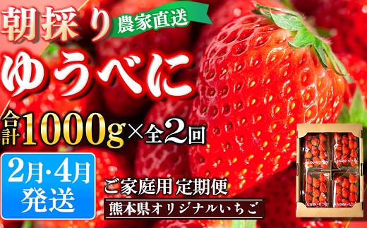 定期便(全2回)【先行予約】農家直送 南関町産いちご(ゆうべに) 計1kg 4パック×2 家庭用 2月・3月の2回発送