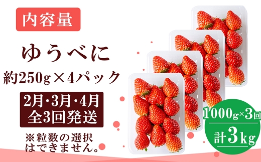 定期便(全3回)【先行予約】農家直送 南関町産いちご(ゆうべに) 計1kg 4パック×3 家庭用 2月・3月・4月の３回発送 Sから3Lまで混在