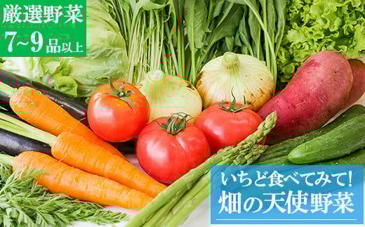【お試し単品】いちど食べてみて「畑の天使」野菜《野菜のみ》おまかせ 詰め合わせ 旬 野菜セット 新鮮 こだわり 朝採れ 採れたて フレッシュ サラダ 料理 人気 おすすめ 産地直送 熊本県 南関町