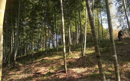 【先行予約】生産農家が作る！朝堀 水煮たけのこ 1.6kg 令和8年産 4月下旬から発送 無添加 熊本県 南関町産 若手 農家 惣菜 筍 和食