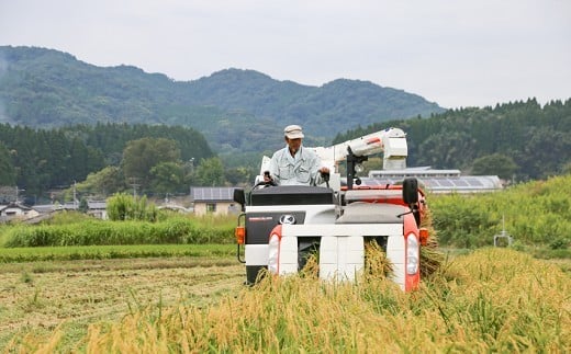 縲蝉サ、蜥7蟷エ逕」縲大、ァ陋縺ョ迸ウ 逋ス邀ウ 4kg 邊セ邀ウ 辭頑悽逵 蜊鈴未逕コ逕」 蜊倅ク蜴滓侭邀ウ 繧ウ繧キ繝偵き繝ェ 逕」蝨ー逶エ騾 繧ウ繝。 縺顔アウ 縺斐ッ繧