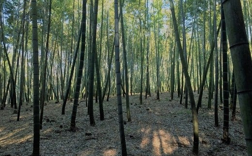縲仙郁。悟女莉倥題セイ螳カ蜴ウ驕ク縲梧悃蝣縺溘¢縺ョ縺薙 4kg莠育エ 4譛井クュ譌ャ逋コ騾 辭頑悽逵 蜊鈴未逕コ逕」 譏・ 遲