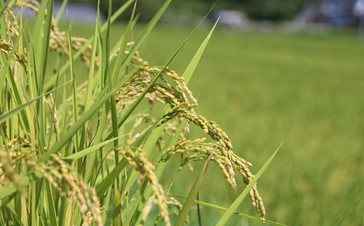 縲雁キ蜃咲函邉縲句漉髢「逕コ縺ョ縺顔アウ繧剃スソ縺」縺溽アウ縺薙≧縺 險2.5kg(500ステ5陲)