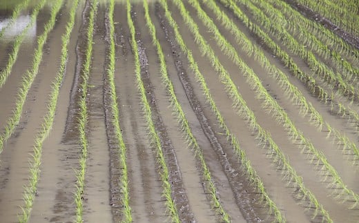 縲蝉サ、蜥7蟷エ逕」縲鷹屮髢「遯∫エ驕疲千アウ 逋ス邀ウ 300gテ8蛟 繧ュ繝・繝シ繝 邊セ邀ウ 辭頑悽逵 蜊鈴未逕コ逕」 蜊倅ク蜴滓侭邀ウ 繝偵ヮ繝偵き繝ェ 逕」蝨ー逶エ騾 繧ウ繝。 縺顔アウ 逾磯。倡アウ